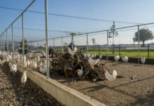 Better for birds, the earth, and you: Kipster’s egg