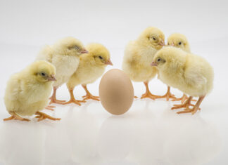 Innovative approaches to egg sexing