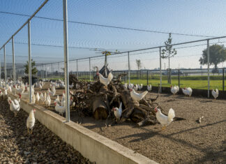 Better for birds, the earth, and you: Kipster’s egg