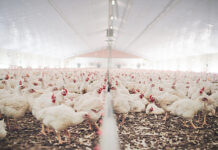 Improving broiler-breeder performance with 25-hydroxyvitamin D3 of fermentative origin