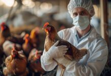 Europe faces continued HPAI H5 activity, FLI reports