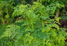 The use of moringa oleifera leaf meal (MOLM) and its extract in low protein diets for laying hens