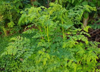 The use of moringa oleifera leaf meal (MOLM) and its extract in low protein diets for laying hens