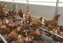 Should the US rethink its avian influenza policy?