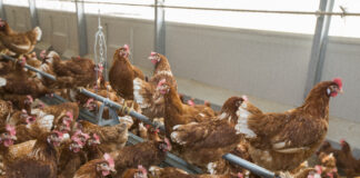 Should the US rethink its avian influenza policy?