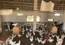 Senegal’s egg production to improve with backing of new facility