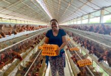 Tanzania unveils a new standard for poultry feed concentrates