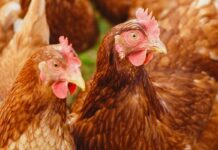 Japanese poultry sector shows positive dynamics despite massive bird flu outbreaks