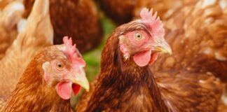 Japanese poultry sector shows positive dynamics despite massive bird flu outbreaks