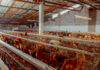 New €8.7 million financing to boost Zambian poultry processing