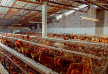 New €8.7 million financing to boost Zambian poultry processing