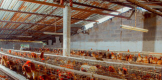 New €8.7 million financing to boost Zambian poultry processing