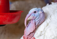 Feeding the commercial turkey