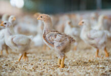 Early life management of layers