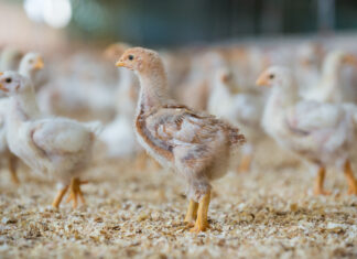 Early life management of layers