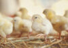 The manureshed concept: a solution to poultry litter nutrient recycling?
