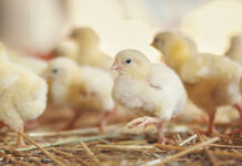The manureshed concept: a solution to poultry litter nutrient recycling?