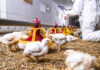“Poultry Protein – We can’t live without it,” 2026 Latin American Poultry Summit session topics announced