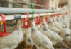 Mass water vaccination in poultry sheds: accurate dose for every bird, every line