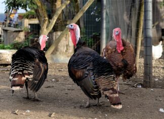 Minnesota Turkey gives time – and turkey – to help end hunger in Minnesota