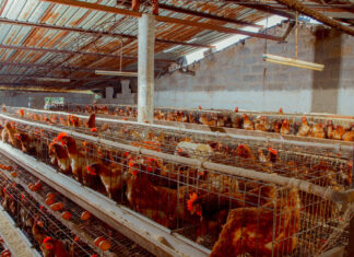New €8.7 million financing to boost Zambian poultry processing