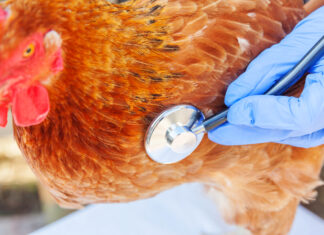 Infectious Laryngotracheitis (ILT) Advisory – City of Kingston