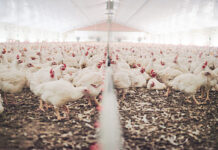 The dynamics of the Brazilian poultry industry – A review of the decade 2013–2023