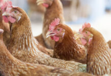When the gut rebels: the challenge of chronic inflammation in laying hens