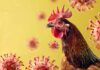 Avian Influenza in Europe: EFSA Warns of Continued Outbreaks Through Winter