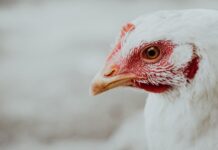 Early bird flu outbreak raises concerns in Europe and North America