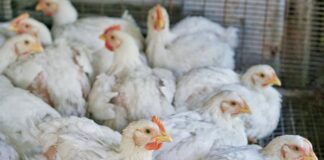 Thailand forecasts growth amid intense competition and plant relocations