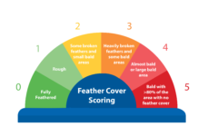Female persistency post-peak. Managing fertility and production