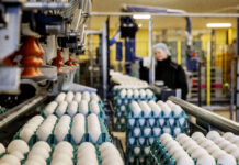 Denmark’s egg industry – Analysis of an unusual structure