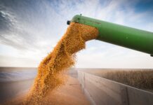 How much dietary protein is too much