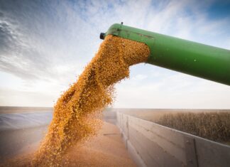 How much dietary protein is too much