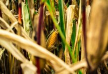 EU compound feed production market forecast 2025