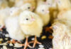 NWO OTP grant awarded to WUR project aimed at head start for day-old chicks