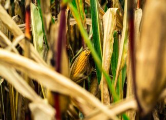 EU compound feed production market forecast 2025