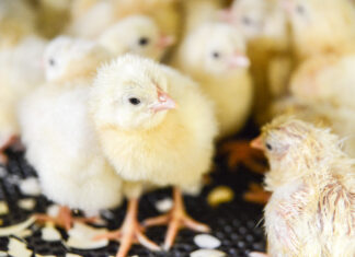 NWO OTP grant awarded to WUR project aimed at head start for day-old chicks