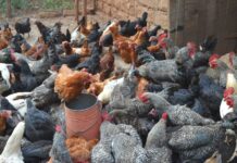 Aviagen East Africa Empowers Poultry Professionals at 2025 Training Module in Nairobi