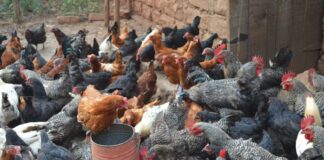Aviagen East Africa Empowers Poultry Professionals at 2025 Training Module in Nairobi