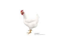 Introducing the Cobb800™ — A new era of high‑yield performance