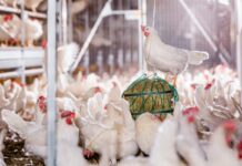 The Dutch poultry sector in 2040: a stronger focus on animal welfare
