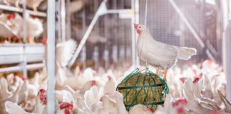 The Dutch poultry sector in 2040: a stronger focus on animal welfare