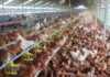Animal welfare regulation issued, opening wider opportunities for cage-free egg development