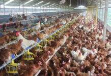 Animal welfare regulation issued, opening wider opportunities for cage-free egg development