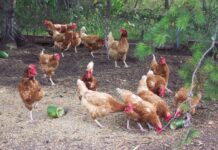 Global Poultry Outlook 2026: Growth Continues, with Operational Discipline in Focus