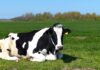 Detection of avian flu antibodies in Dutch dairy cow: ECDC risk assessment remains unchanged