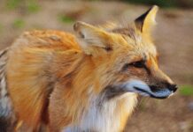 Avian influenza diagnostics in foxes provide valuable addition to mammal surveillance