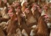 New avian flu outbreak detected on a farm in the Urgell region (Catalonia)